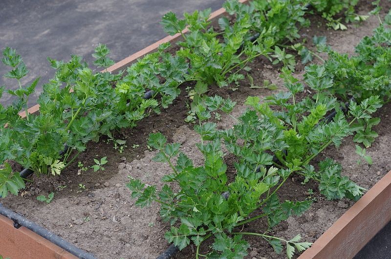 Партнер Сельдерей листовой НЕЖНЫЙ ^(0,3г), изображение 1