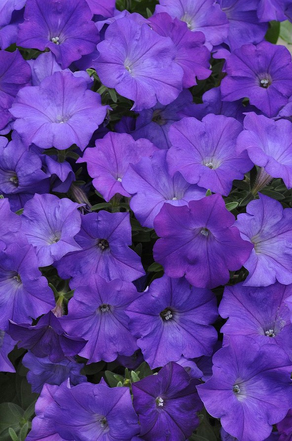 Партнер Петуния F1 серия ШОК ВЭЙВ ДЕНИМ/ многоцветковая каскадная^(5шт в амп), изображение 3
